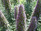 Echium bee closeup